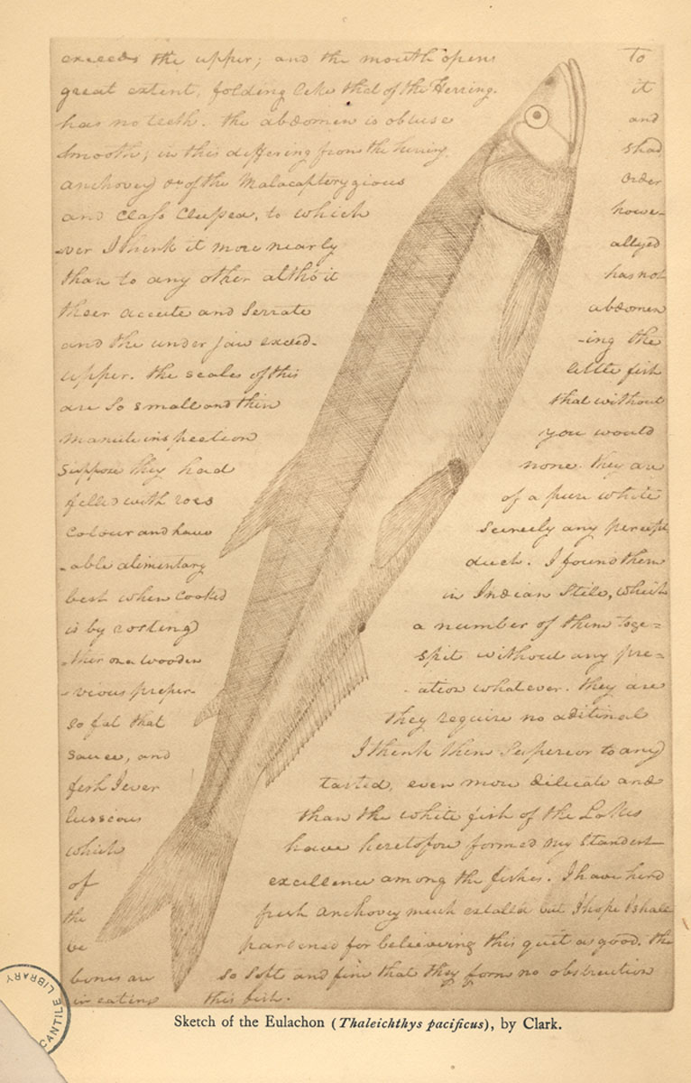 Sketch of Euchalon by William Clark